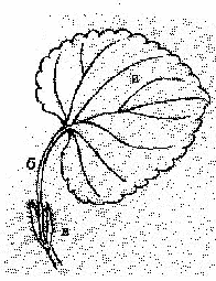 BvB-fig9.gif BvB-fig9.gif