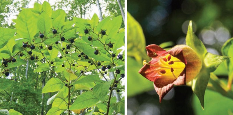 atropa.jpg atropa.jpg
