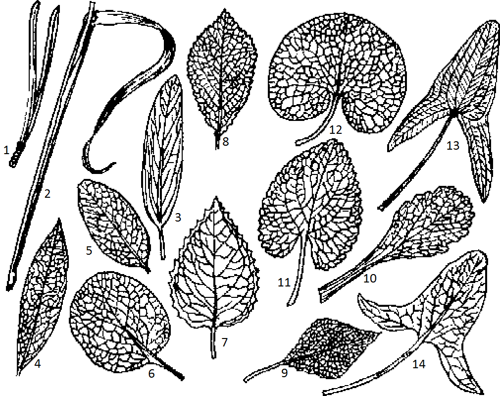 Фиг. 2 fig2.png