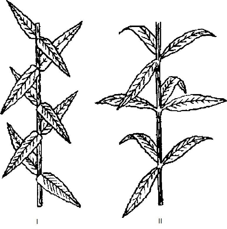 Фиг. 5 fig5.png