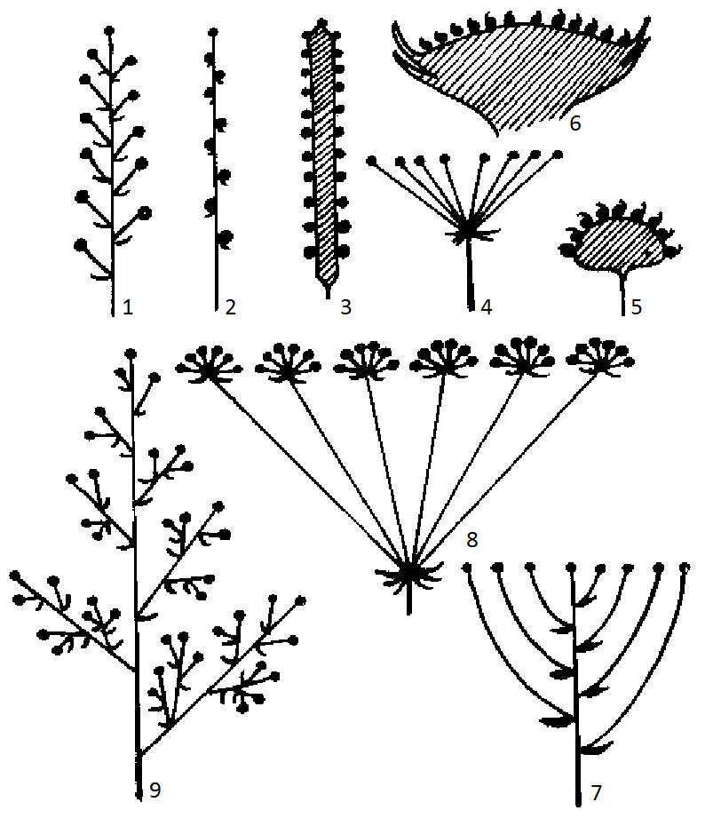 Фиг. 7 fig7.png