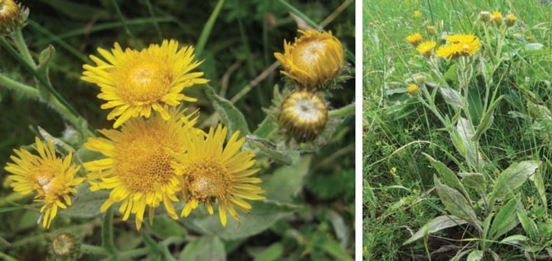 inula.jpg inula.jpg