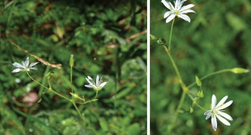 stellaria.jpg stellaria.jpg