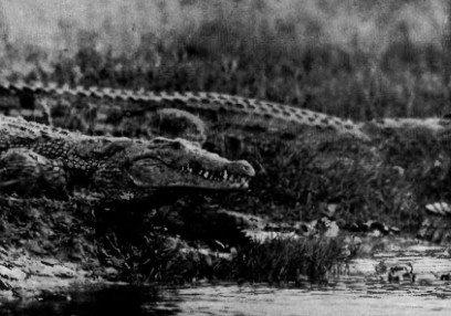 Ала край водата дебне смъртта… krokodil.jpg