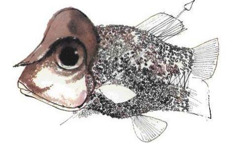 fish_hait.jpg fish_hait.jpg