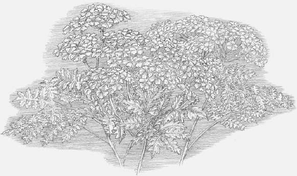tolkien_01_beren_i_luthien.png tolkien_01_beren_i_luthien.png