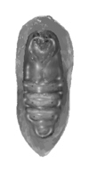 buba.png buba.png
